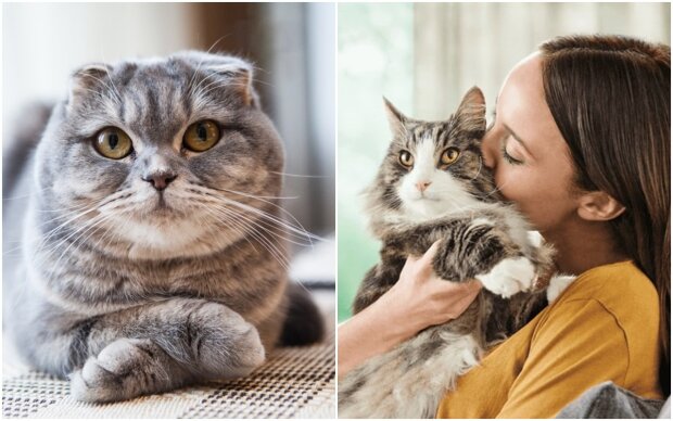cats