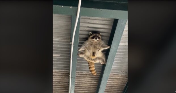 the Raccoon, screen TikTok