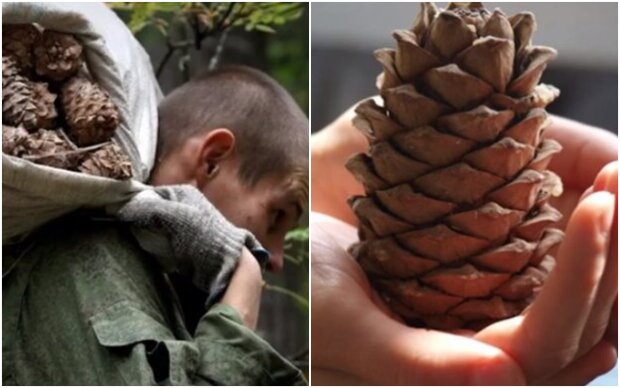 The man had been collecting pine cones all summer, which infuriated his neighbors: beautiful results and life put everyone in their place