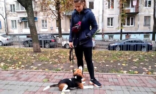 A man started shouting at a woman with dogs: The walk didn't go well. What caused a decent and intelligent person to behave like this