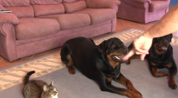 During dog training, the cat was not left out and shows great results on camera