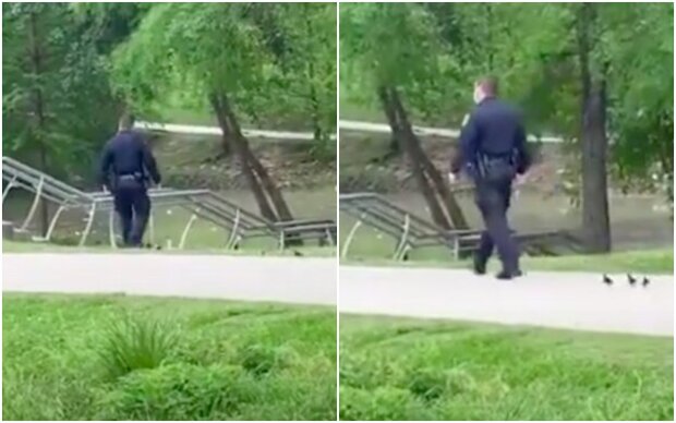 Due to boredom and a desire to be helpful, the police officers engaged in escorting ducklings