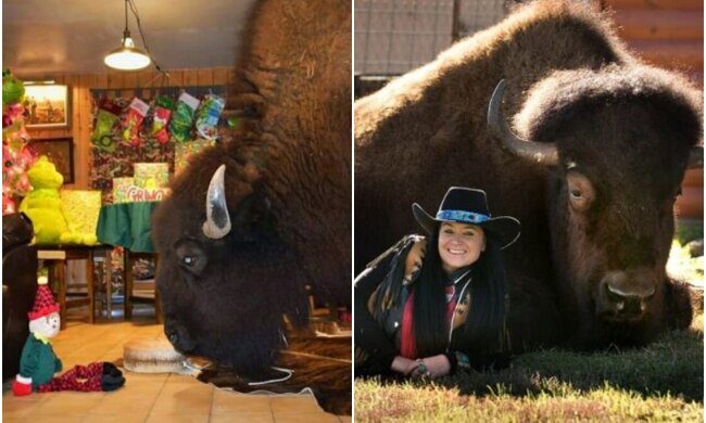 "Pet buffalo": Couple gets a bison and now watches TV with them in the evenings