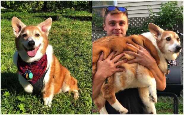 A young woman went to buy a regular corgi, but ended up with a 25-kilogram dog. He's also a corgi, but a slightly bigger one