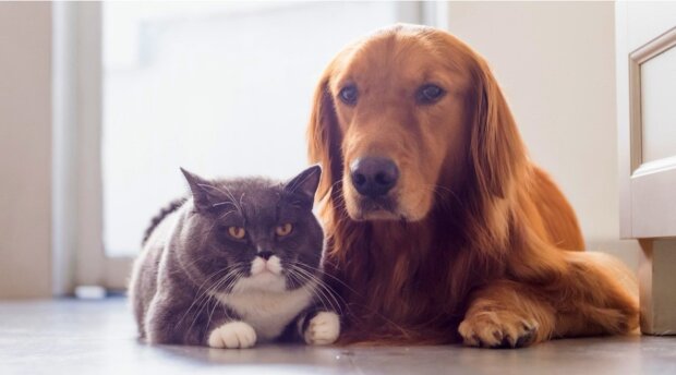 How dog lovers differ from cat lovers: a comparison of psychological portraits