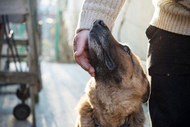 A dog helped save young seals and mistook one for a puppy": How a loyal friendship began