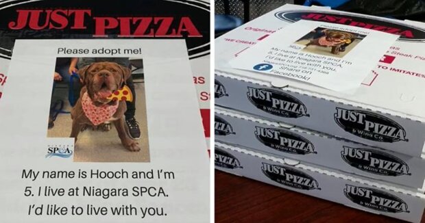 Why a pizza restaurant placed pictures of shelter dogs on their boxes