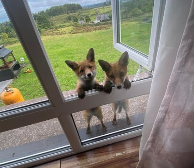 A new family member": Woman rescues a young fox, and it marks the beginning of friendship