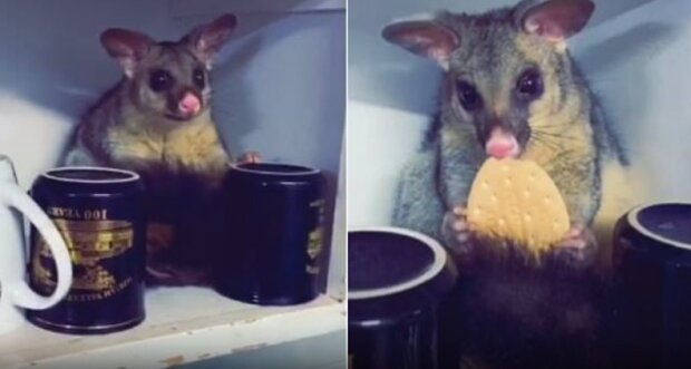 Treats for the guests: Farmer finds a wild Kangaroo in the Pantry and Treats It to a Biscuit.