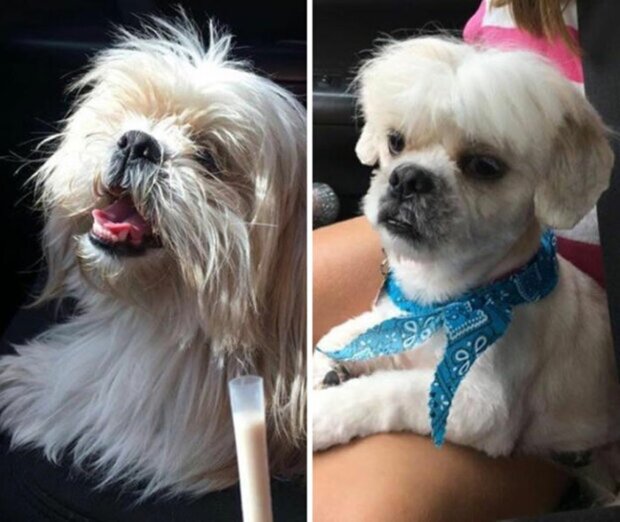 Becoming a different dog": Dog owners share photos of their pets completely transformed after a visit to the groomer