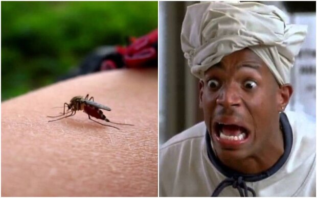 to get rid of mosquitoes, screen youtube