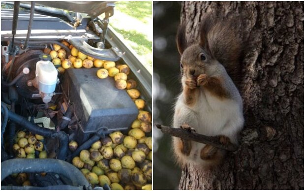 Squirrel vs. Bill from North Dakota: The hoarding rodent filled the Chevrolet Avalanche with 70 pounds of nuts