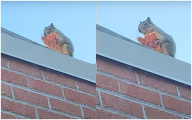 A squirrel thief stole a piece of pizza and sat on the roof of the house to eat it