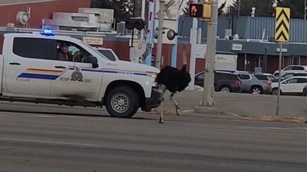 police chasing a runaway ostrich, screen Twitter