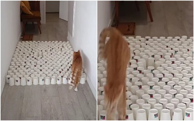 The cat that decided to try parkour entertained the audience with its abilities