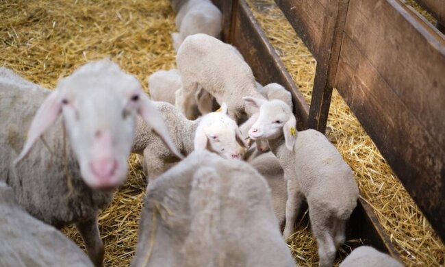 "'Madness of the collective': a flock of sheep showed how to walk in a parade. What is the secret of behavior