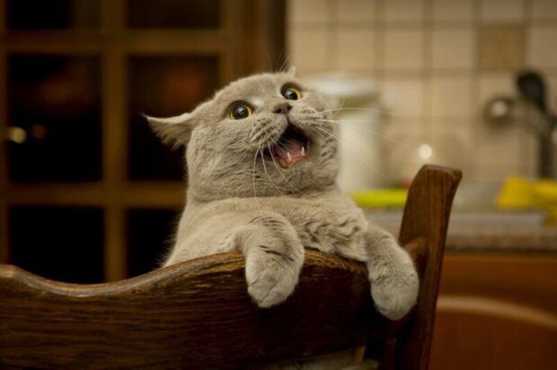 a cat, screen YT