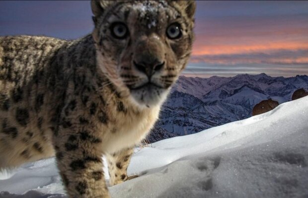 a snow leopard