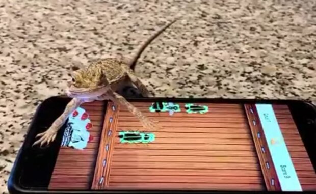 A pet lizard