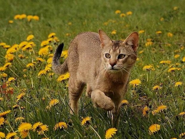 "No harm to animals": How to drive stray cats out of your garden