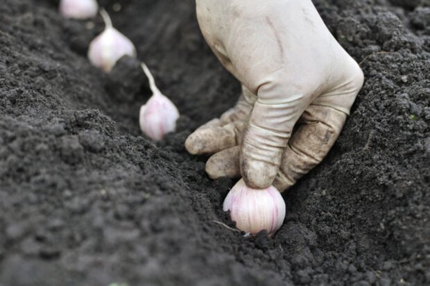 Vegetable plants suitable for planting garlic in the fall for winter