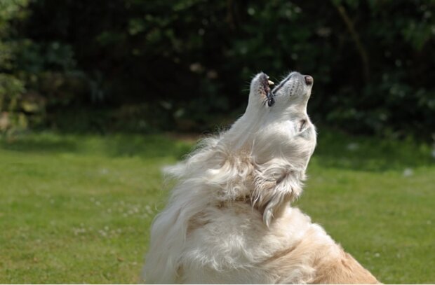 a dog howls