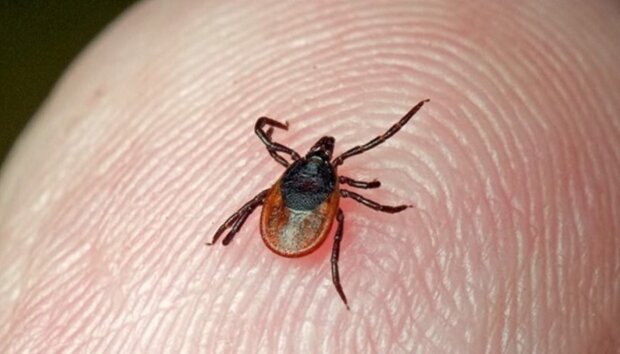 How to tell if a person has a tick: What does human skin look like after a close "encounter" with a little monster