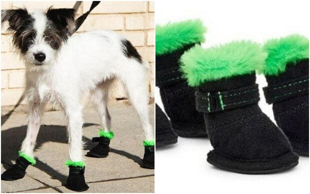 "Pet care": Designer comes up with exclusive shoes for dogs