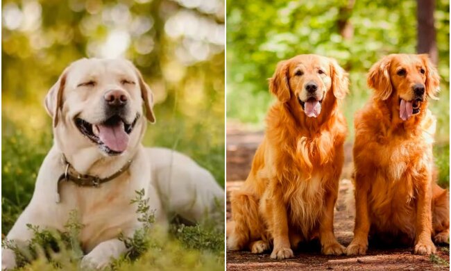 the kindest dog breeds