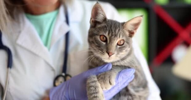 A veterinarian named several cat breeds he would never buy: "There are some requirements. Not everyone can"