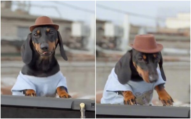 a dachshund DJ