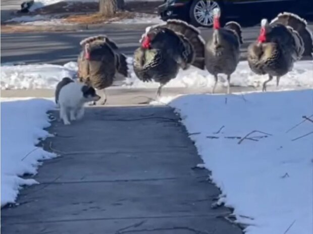 The audience was amused by the fight between a Chihuahua and angry turkeys: who won