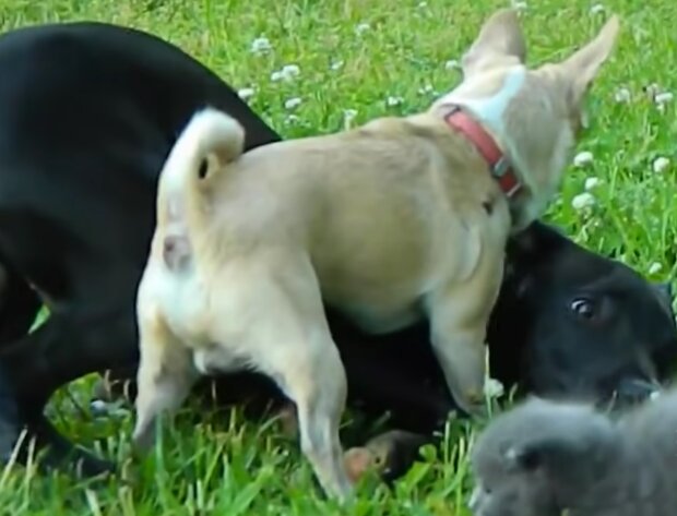 How a tiny Chihuahua saved kittens from a big dog