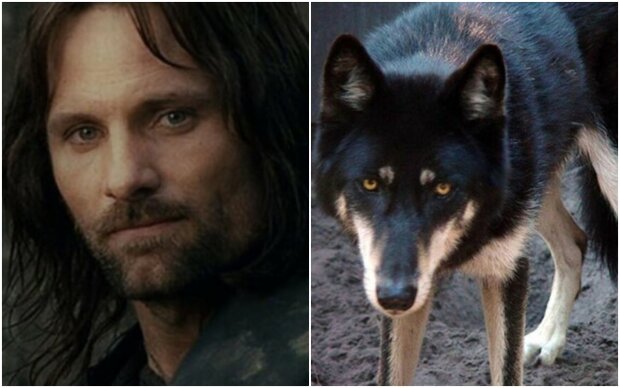 What if the film "The Lord of the Rings" had all roles played by dogs