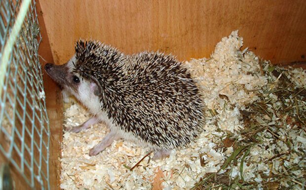 A man who was afraid of hedgehogs took one home: The next morning, he became a "young father"