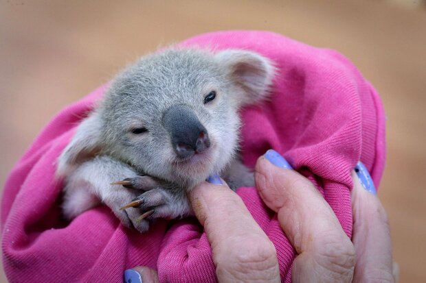 The story of the rescue of a baby koala who lost his parents to deforestation